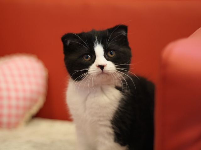 スコティッシュフォールドの子猫画像