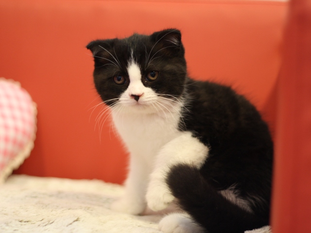 スコティッシュフォールドの子猫画像