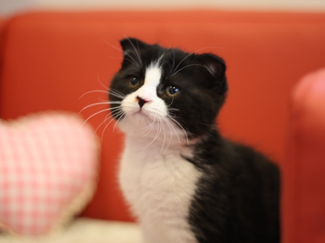 スコティッシュフォールドの子猫画像