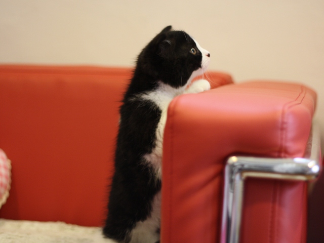 スコティッシュフォールドの子猫画像