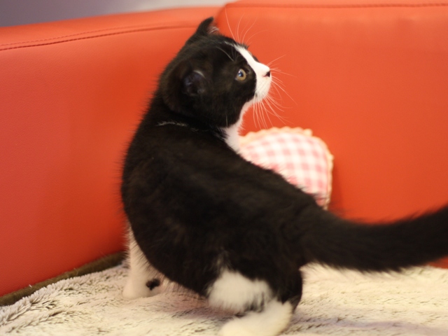 スコティッシュフォールドの子猫画像