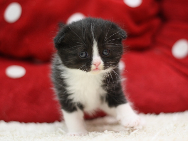 スコティッシュフォールドの子猫画像