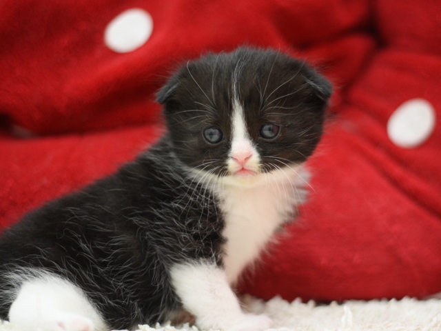 スコティッシュフォールドの子猫画像