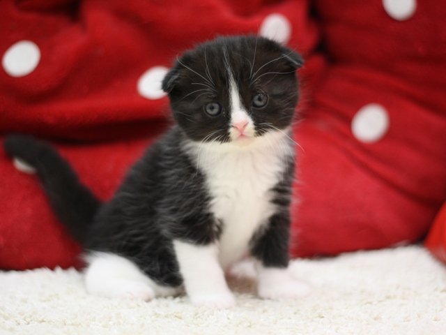 スコティッシュフォールドの子猫画像