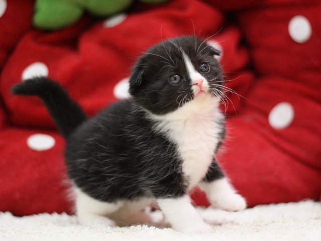 スコティッシュフォールドの子猫画像