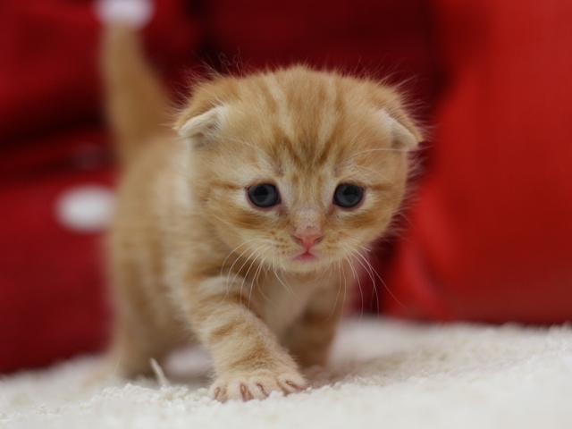 スコティッシュフォールドの子猫画像