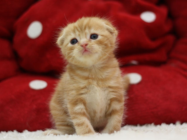 スコティッシュフォールドの子猫画像