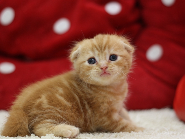 スコティッシュフォールドの子猫画像