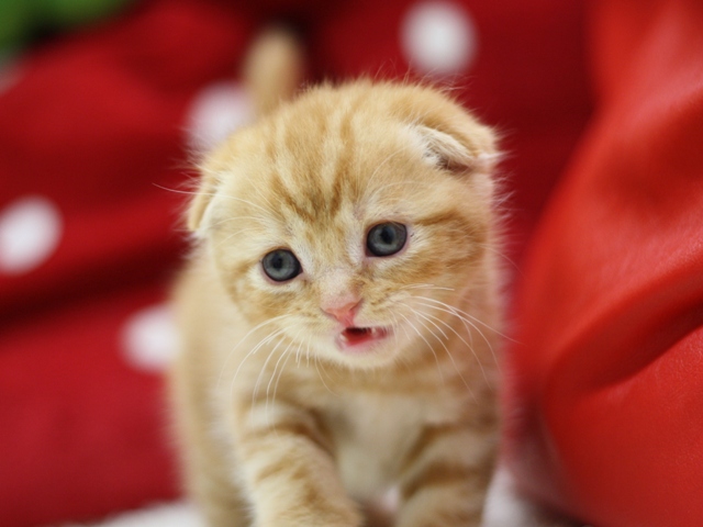 スコティッシュフォールドの子猫画像