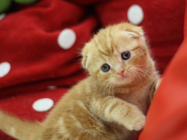 スコティッシュフォールドの子猫画像