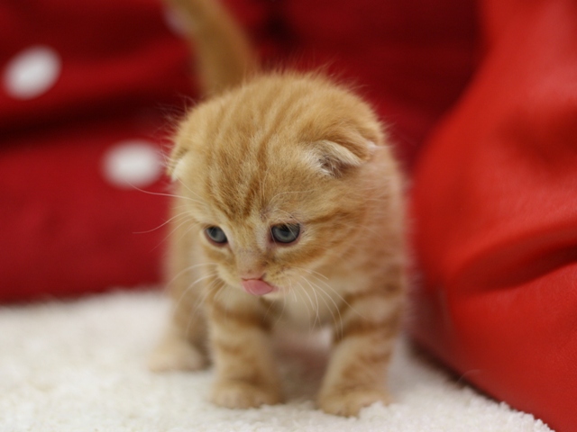 スコティッシュフォールドの子猫画像