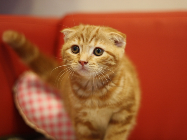 スコティッシュフォールドの子猫画像