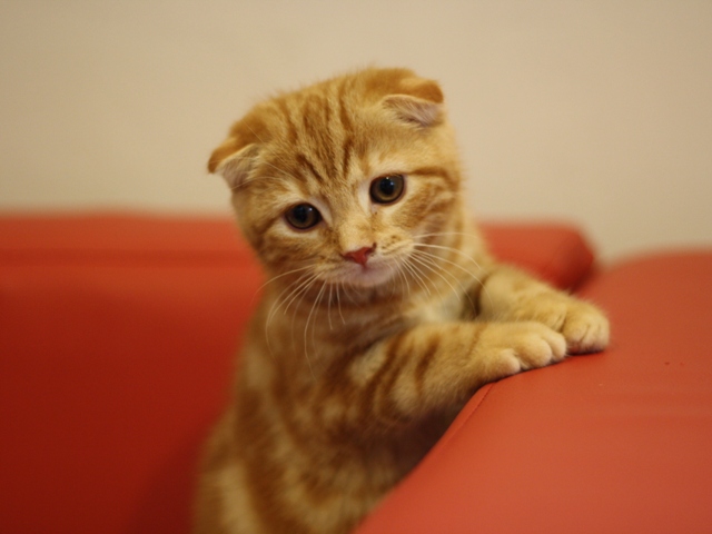 スコティッシュフォールドの子猫画像