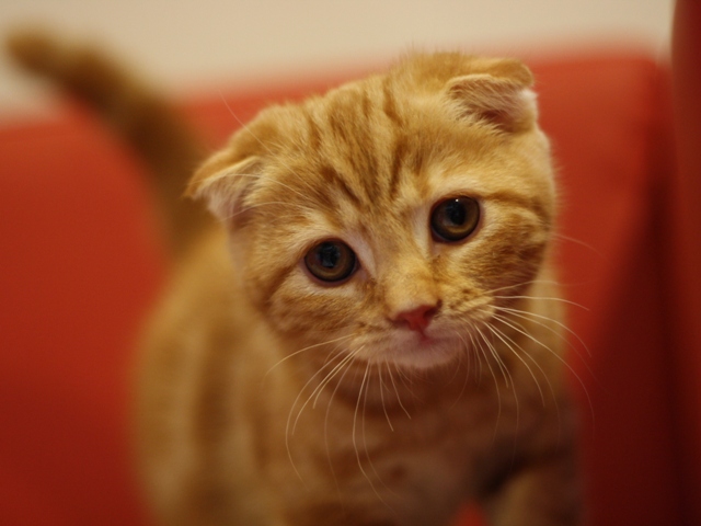 スコティッシュフォールドの子猫画像