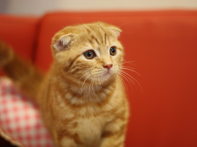 スコティッシュフォールドの子猫画像