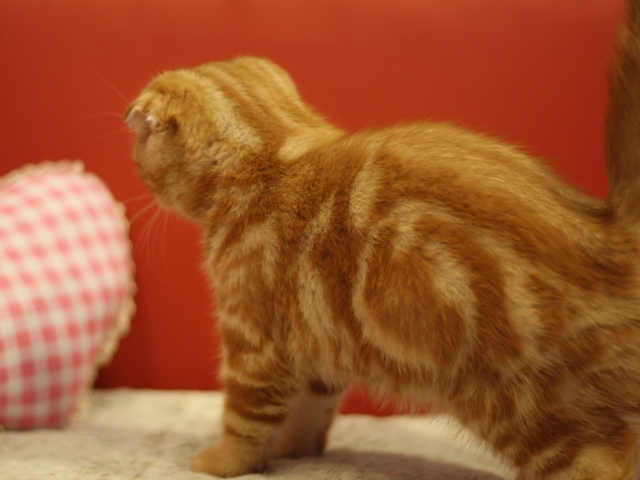 スコティッシュフォールドの子猫画像