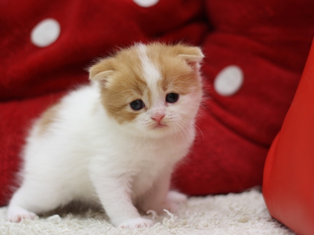 スコティッシュフォールドの子猫画像