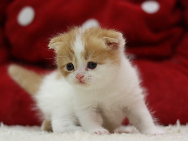 スコティッシュフォールドの子猫画像
