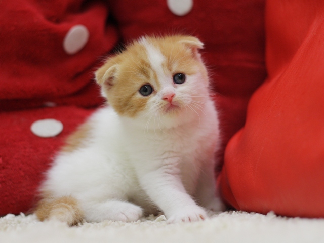スコティッシュフォールドの子猫画像