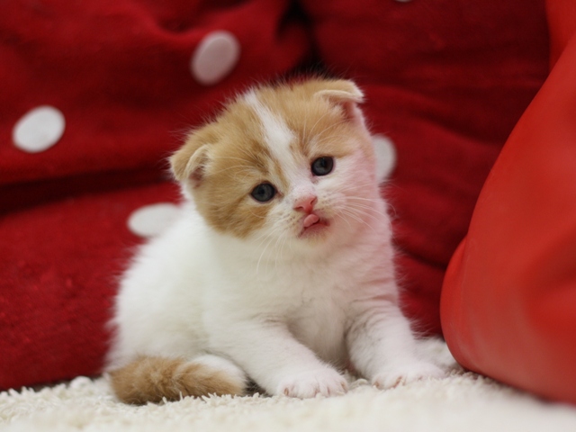 スコティッシュフォールドの子猫画像