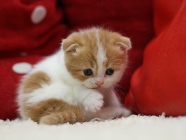 スコティッシュフォールドの子猫画像