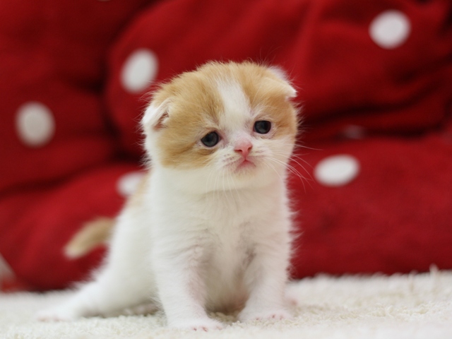 スコティッシュフォールドの子猫画像