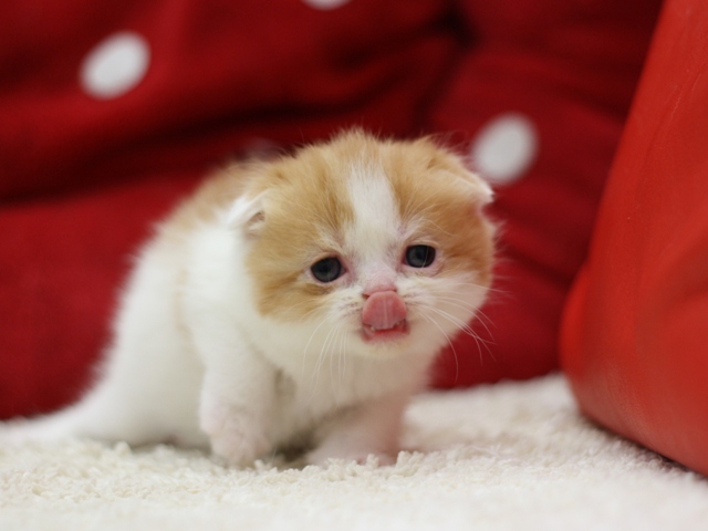 スコティッシュフォールドの子猫画像