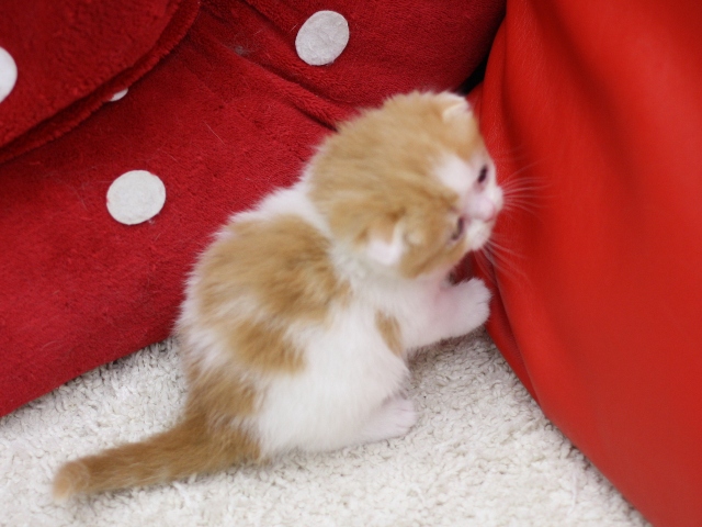 スコティッシュフォールドの子猫画像