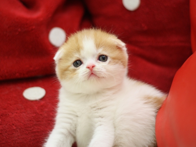 スコティッシュフォールドの子猫画像