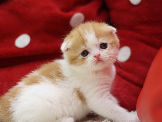 スコティッシュフォールドの子猫画像
