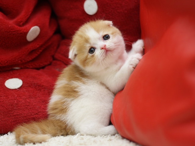 スコティッシュフォールドの子猫画像