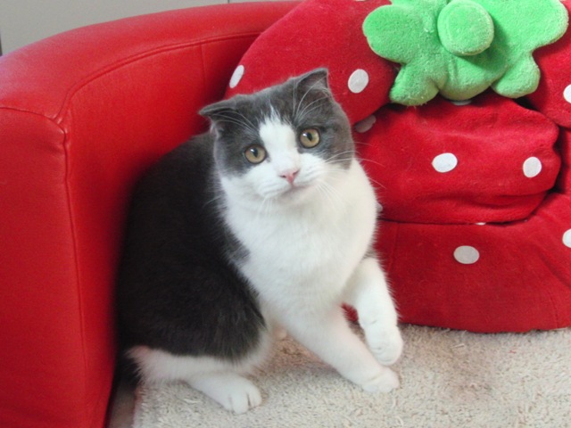 スコティッシュフォールドの子猫画像