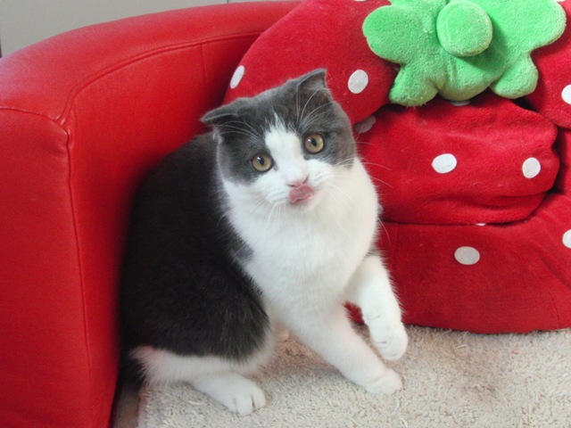 スコティッシュフォールドの子猫画像