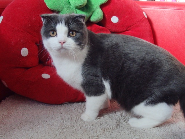 スコティッシュフォールドの子猫画像