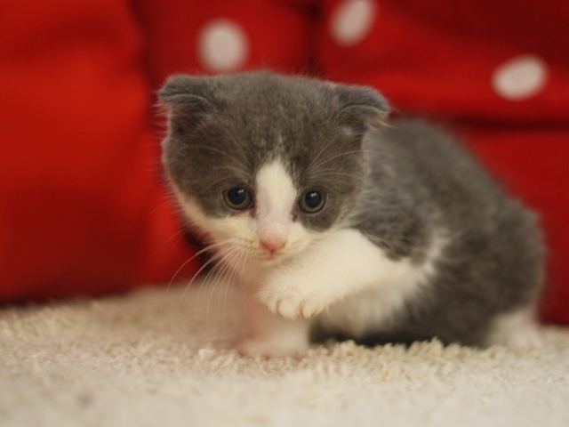スコティッシュフォールドの子猫画像