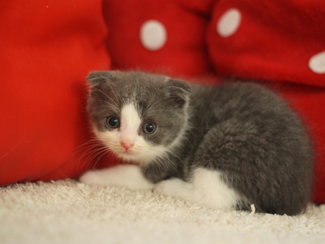 スコティッシュフォールドの子猫画像