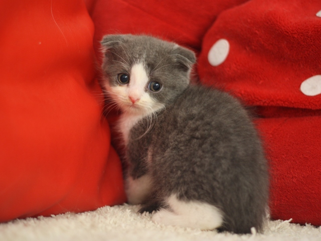 スコティッシュフォールドの子猫画像