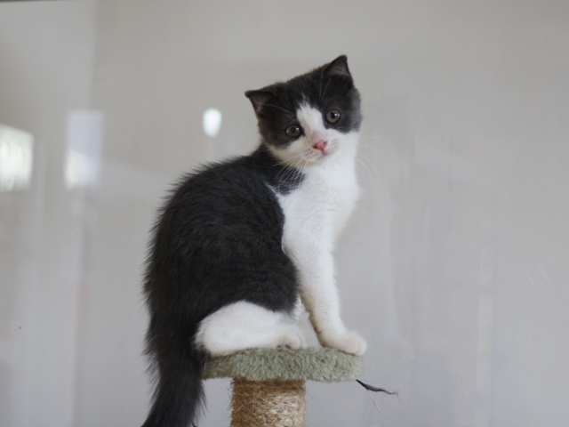 スコティッシュフォールドの子猫画像