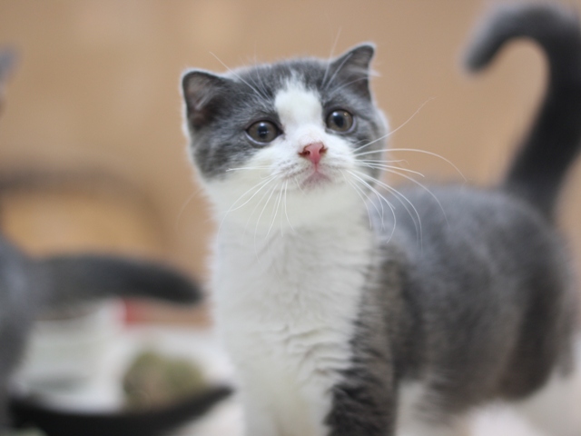 スコティッシュフォールドの子猫画像