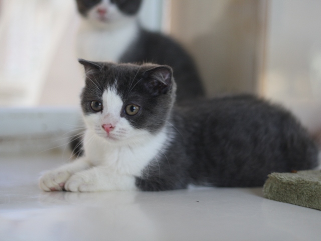 スコティッシュフォールドの子猫画像
