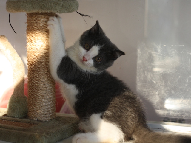 スコティッシュフォールドの子猫画像