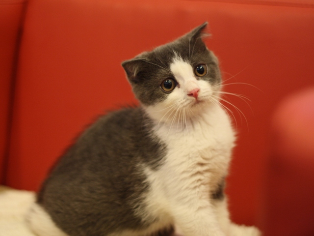 スコティッシュフォールドの子猫画像