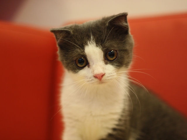 スコティッシュフォールドの子猫画像