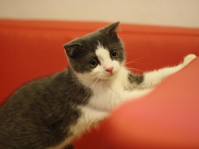 スコティッシュフォールドの子猫画像