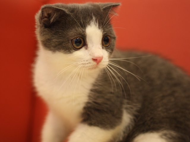スコティッシュフォールドの子猫画像