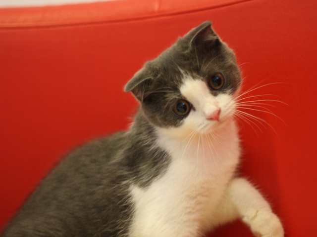 スコティッシュフォールドの子猫画像