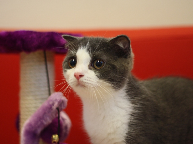スコティッシュフォールドの子猫画像