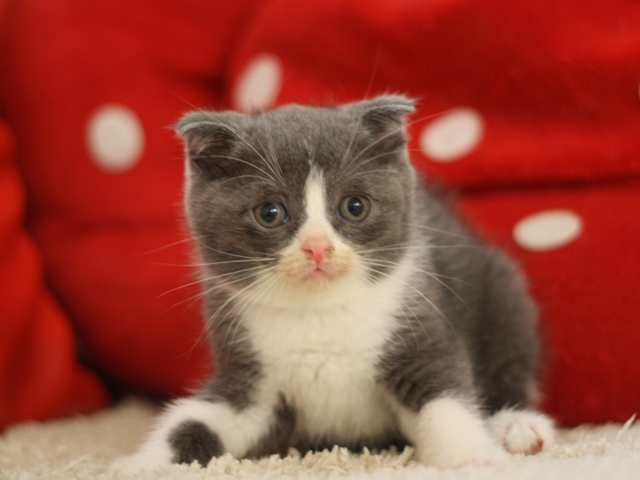 スコティッシュフォールドの子猫画像