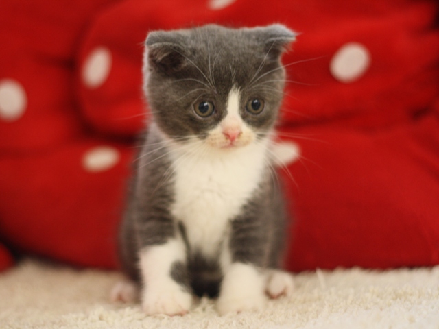 スコティッシュフォールドの子猫画像