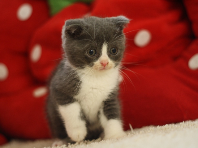 スコティッシュフォールドの子猫画像